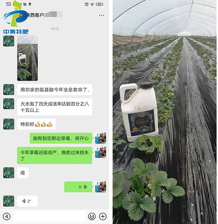 科賽德氨基酸水溶肥使用效果反饋